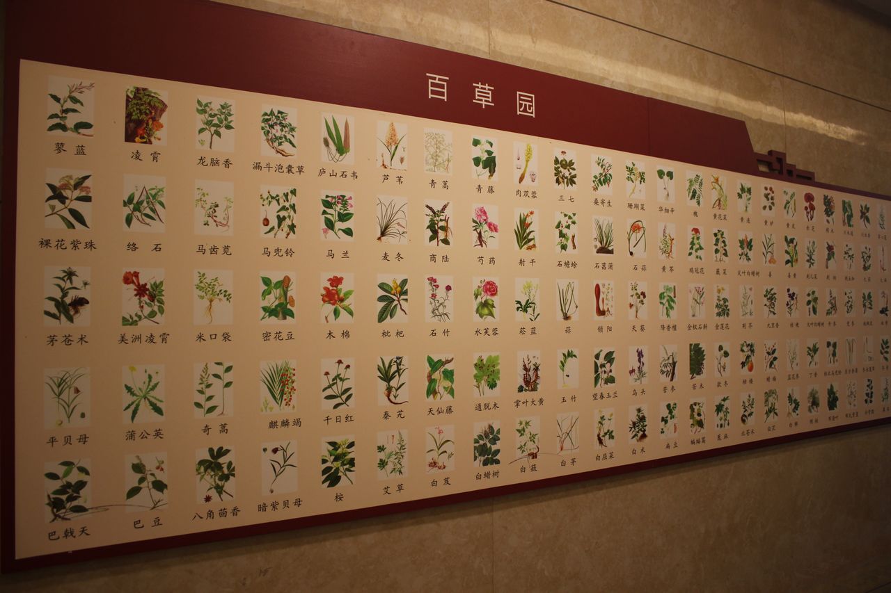 中医药文化特写